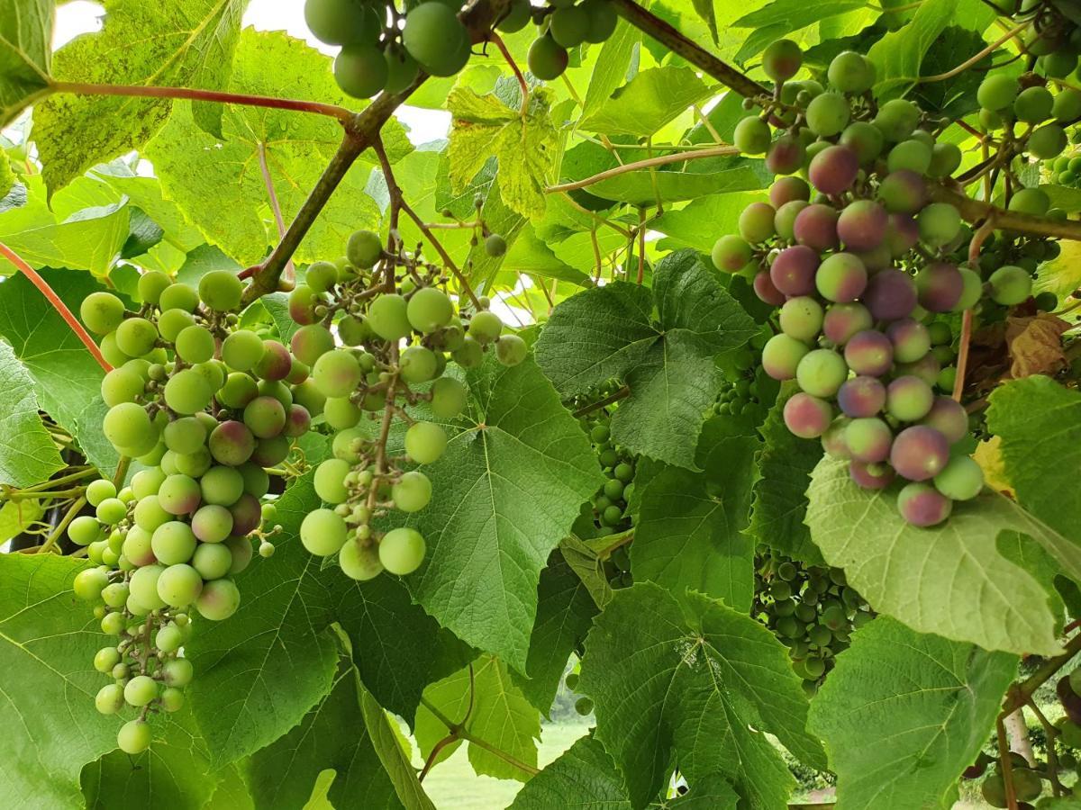KintyGrape House Kintai公寓 外观 照片